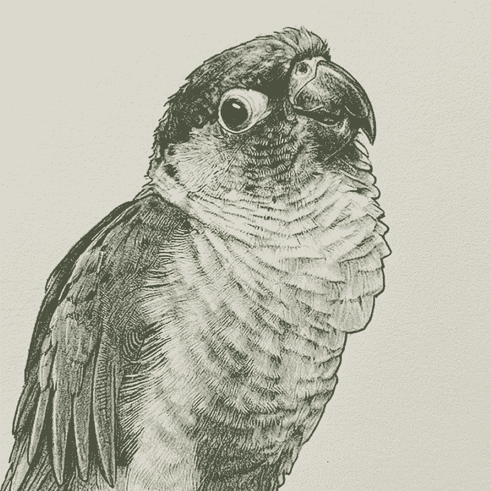 Our adopted parrot, in a pencil sketch